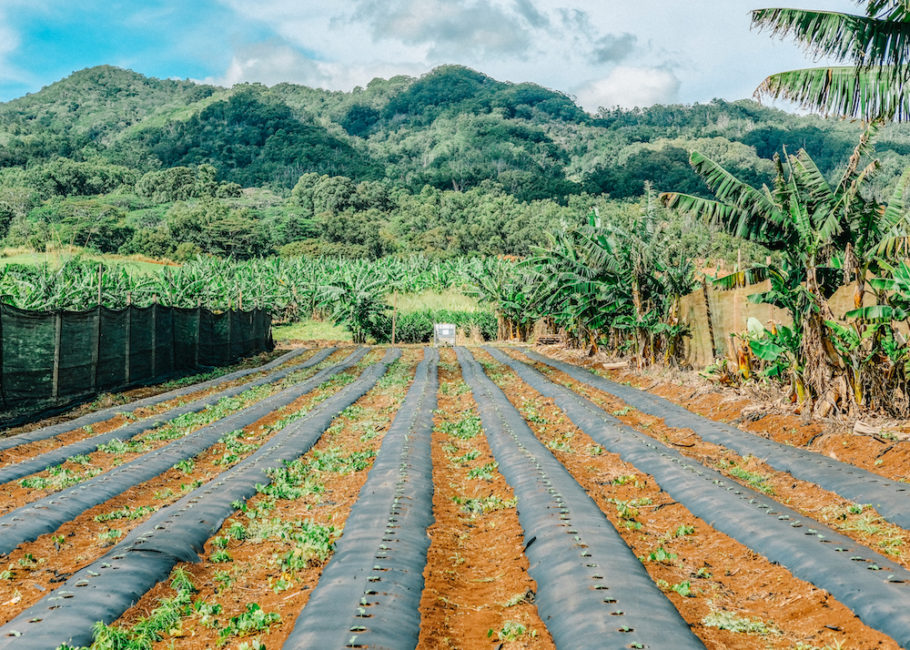 About Hawai'i Agricultural Foundation
