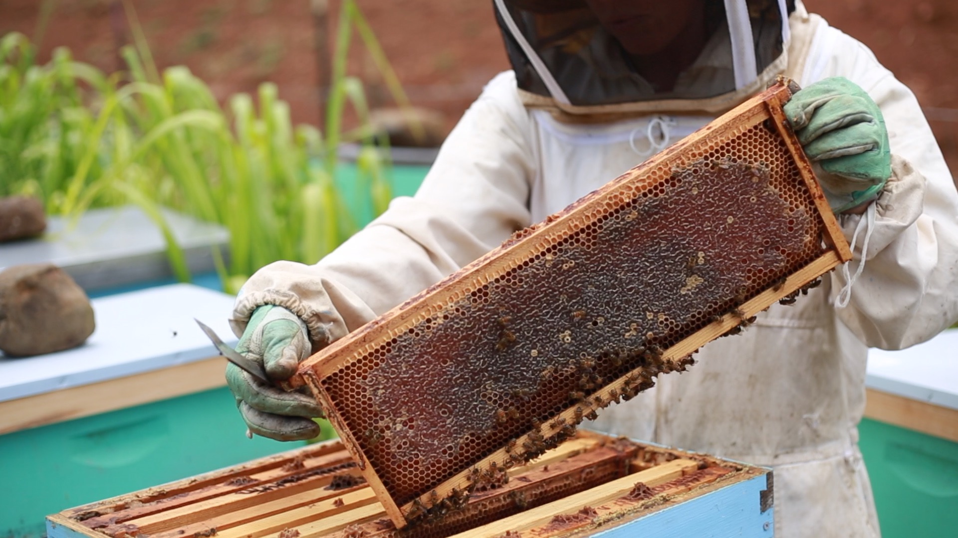 Hawai'i Beekeepers' Association