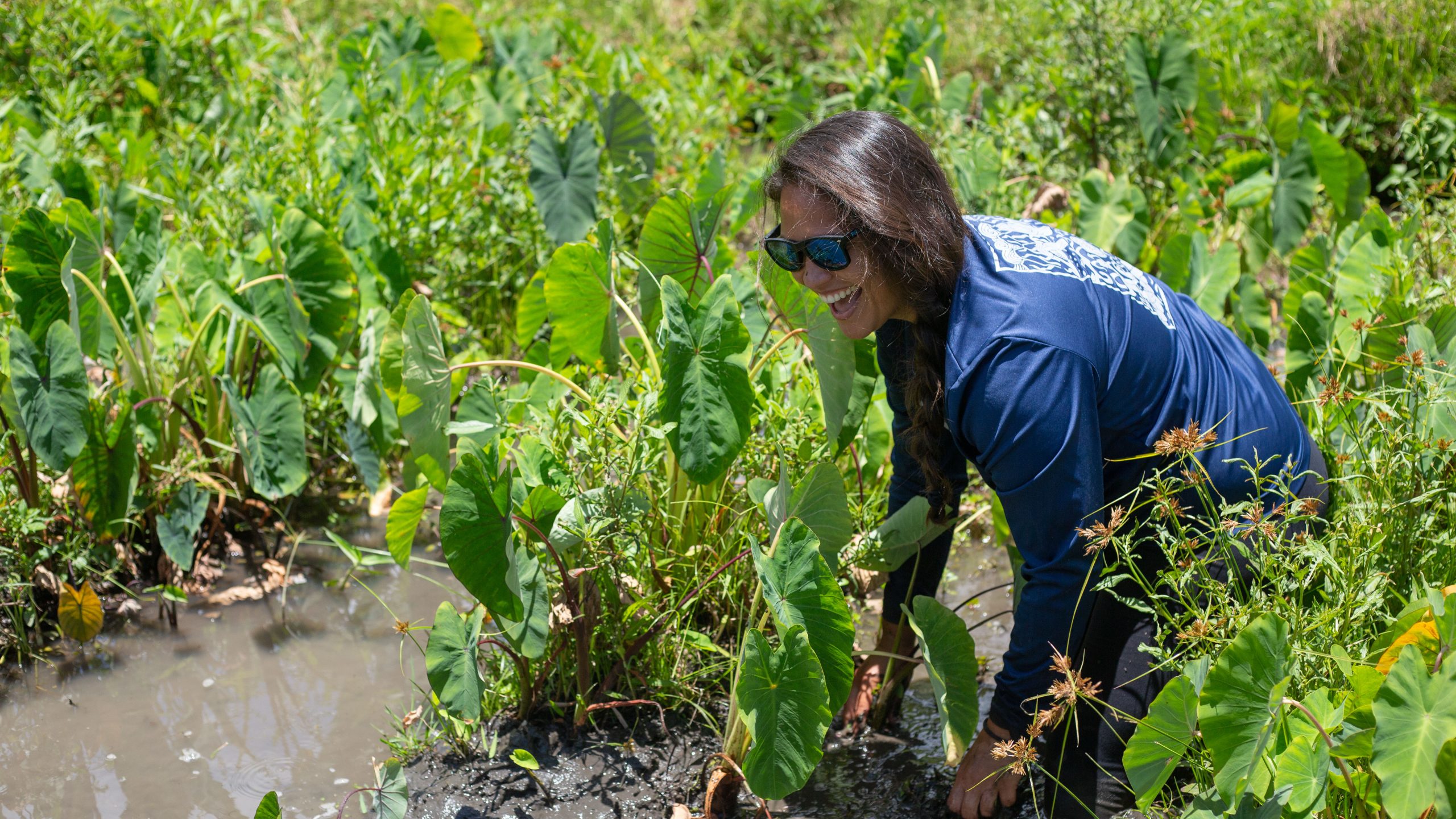 Ka‘ala Farm Hawai'i Agricultural Foundation