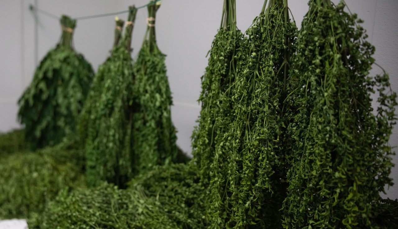 Mountain View Farms Hawai'i Agricultural Foundation